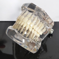水晶牙模型 XZ-024
